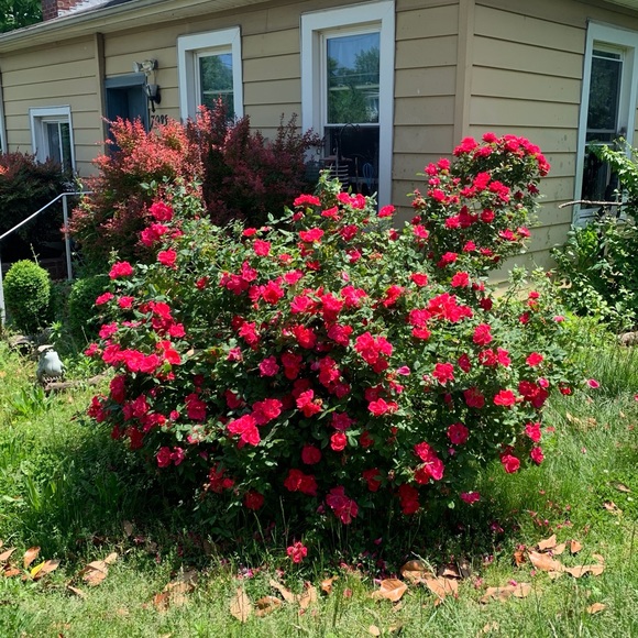 🪺Welcome to my closet🪺 - Picture 15 of 15